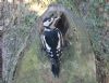 Great Spotted Woodpecker at Rochford (Steve Arlow) (135228 bytes)